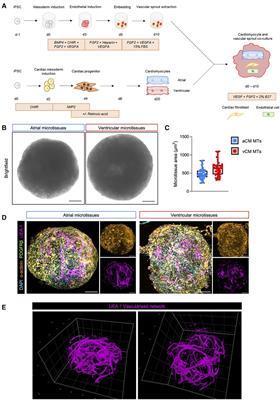 Modelling the pathology and treatment of cardiac fibrosis in vascularised atrial and ventricular cardiac microtissues